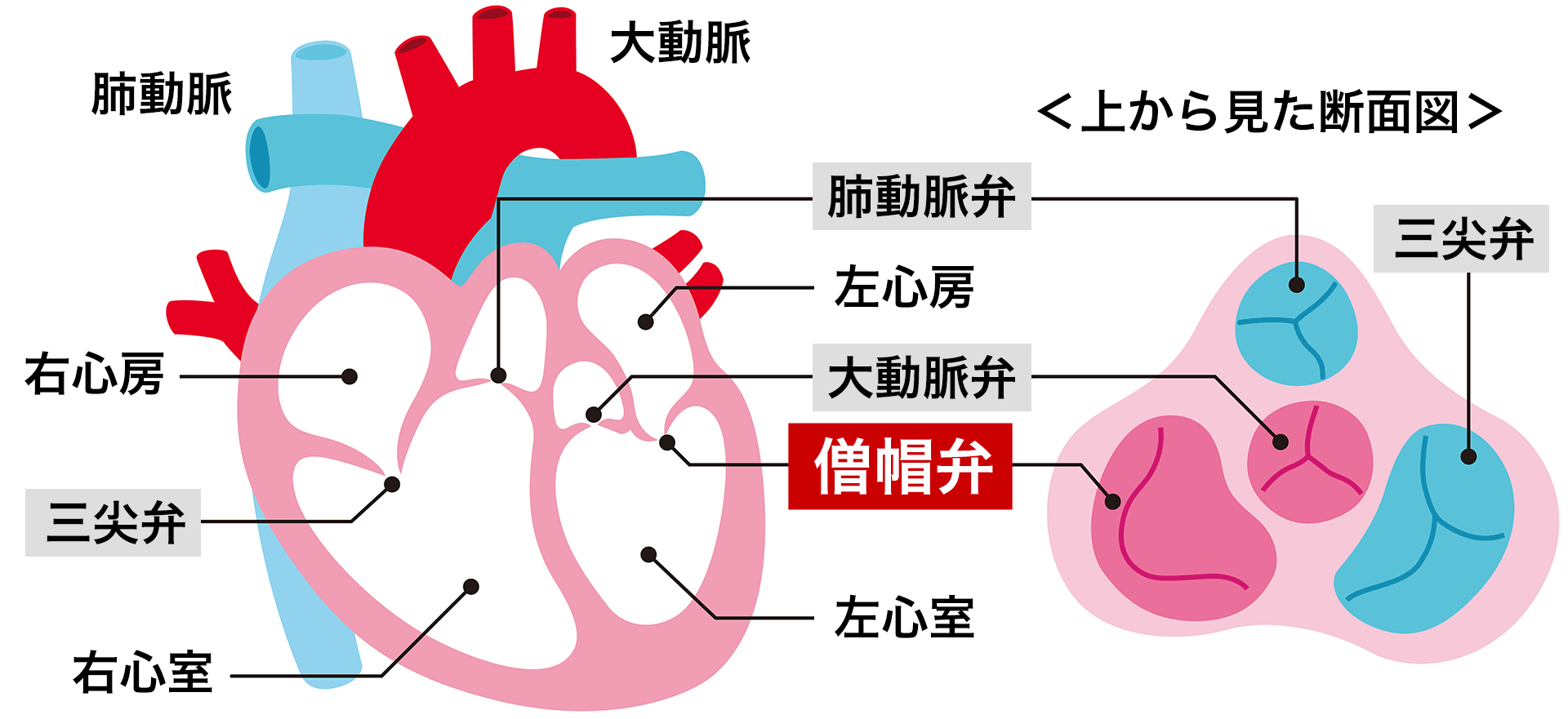4つの弁